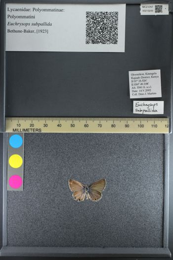 Media type: image;   Entomology 213249